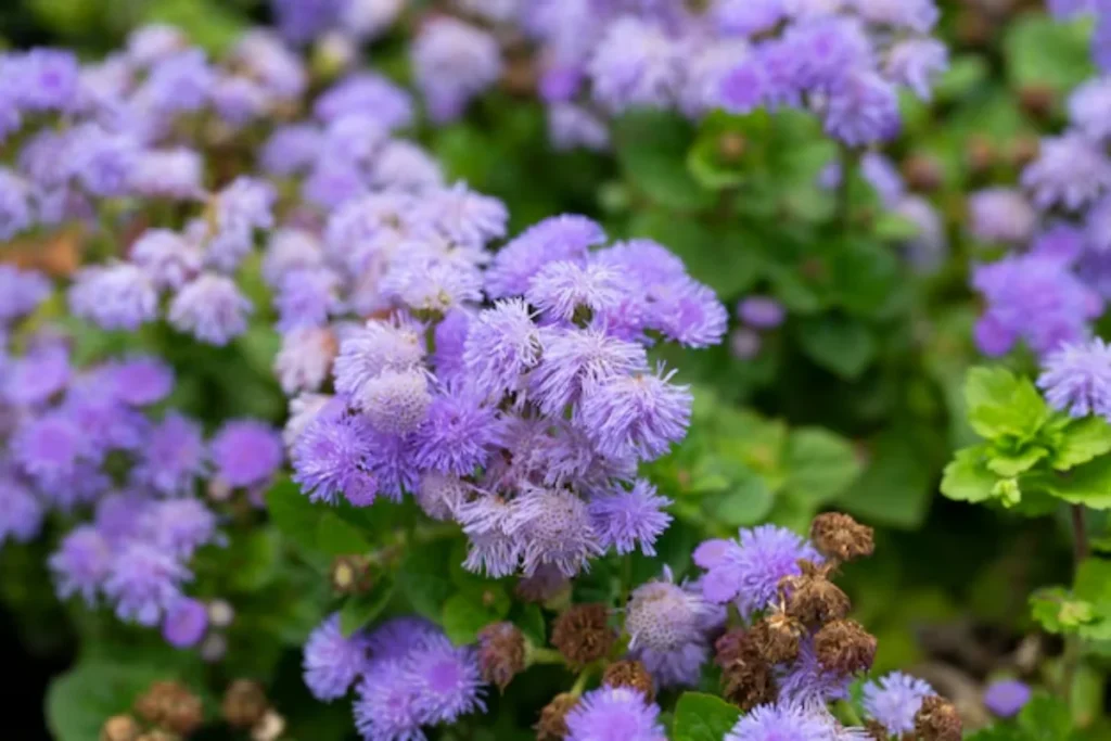 flores Ageratum para jardim pequeno