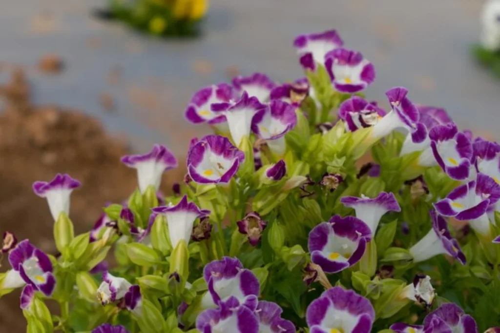 flores torênia para pendurar na varanda
