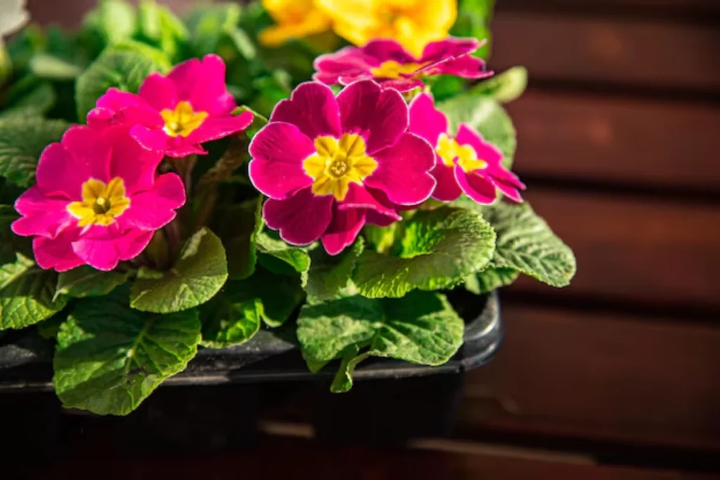 flores primula para apartamento