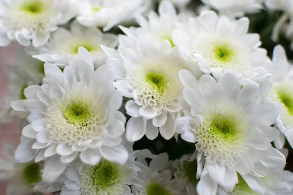 14 Flores para quarto de casal: Lista detalhada e completa 15 Flores Crisântemo Branco
