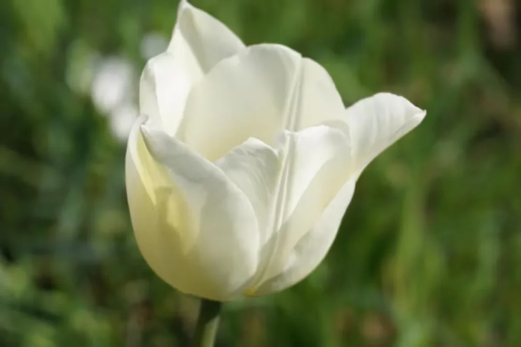 17 tipos de flores brancas: Nomes, Imagens e cuidados 17 tipos de flor Tulipa Branca