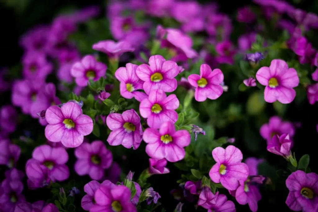 flores calibrachoa para pendurar na varanda