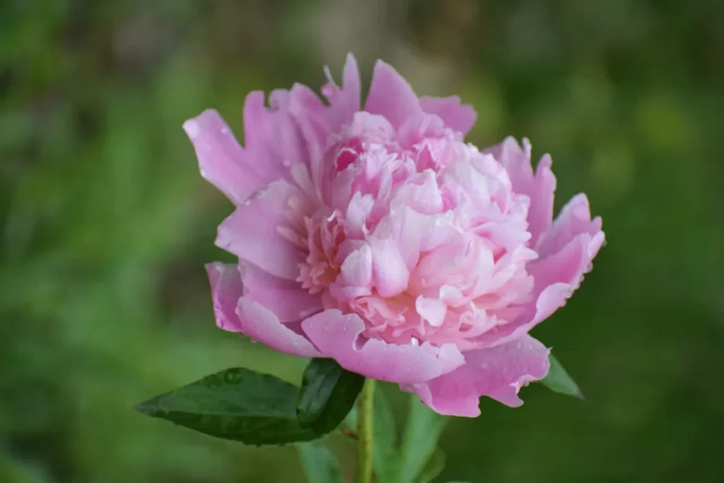 flor Peonias de corte