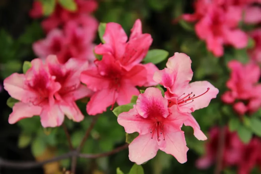 flores azaleia Anã para apartamento