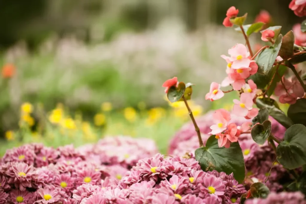11 Flores para jardim de inverno: Cultivo fácil e resultado incrível 16 flores rosas no jardim de inverno