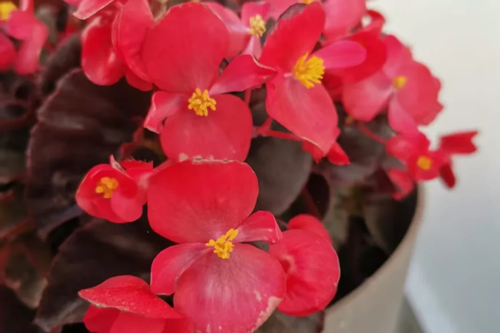 14 Flores para quarto de casal: Lista detalhada e completa 16 flores Begônia