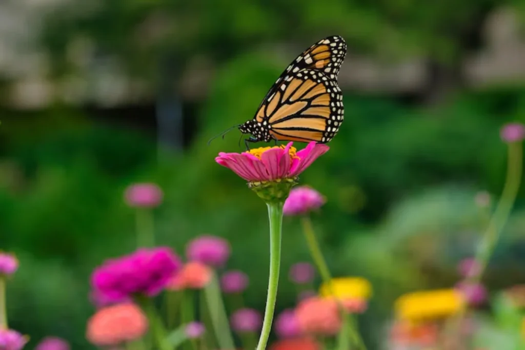 11 Flores que atraem borboletas: Veja a lista de espécies 17 borboleta em uma flor