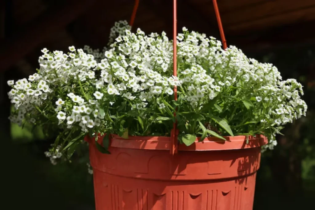 flores Alyssum para jardim pequeno