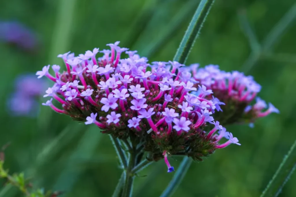 flores verbena para pendurar na varanda
