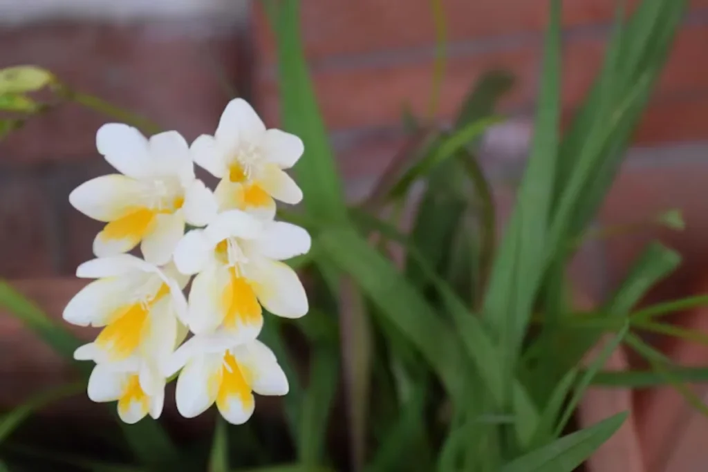 flores Frésias de corte