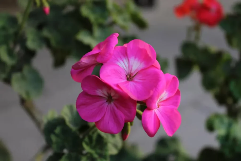 flores Gerânio para apartamento