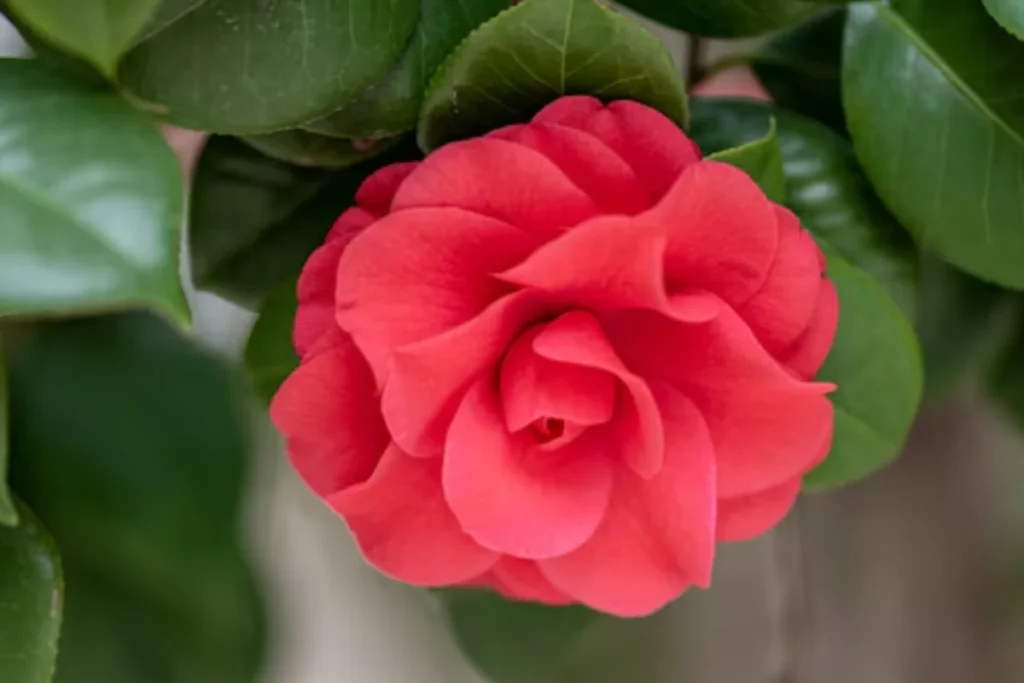14 Flores para quarto de casal: Lista detalhada e completa 17 flor Camélia