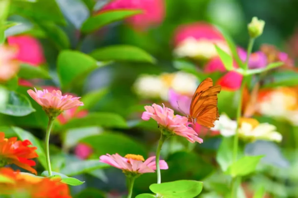 11 Flores que atraem borboletas: Veja a lista de espécies 15 jardim de flores com borboletas