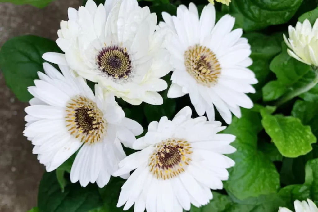 17 tipos de flores brancas: Nomes, Imagens e cuidados 19 tipos de flores Gérbera Branca