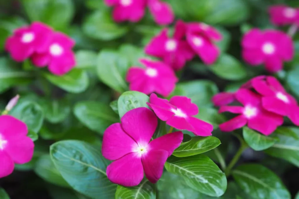 flores Catharanthus para jardim pequeno