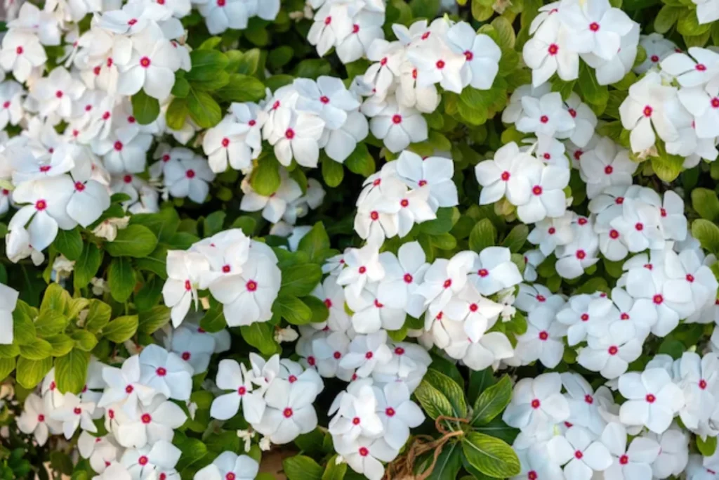 flores Impatiens para pendurar na varanda