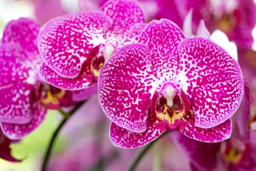 flores orquídea Phalaenopsis para apartamento