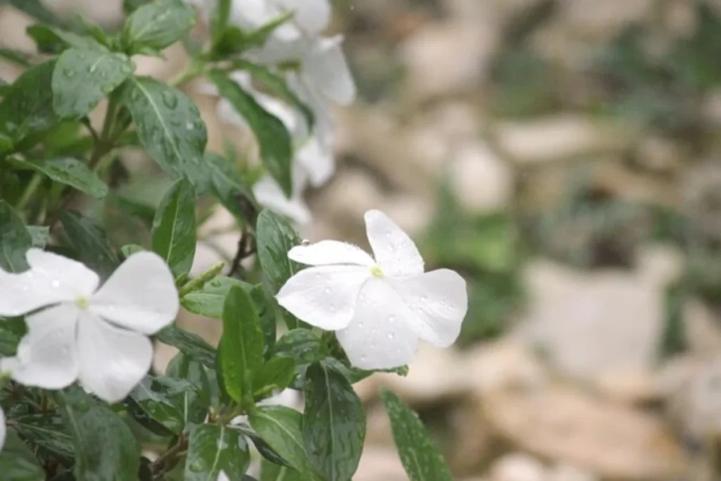 17 tipos de flores brancas: Nomes, Imagens e cuidados 20 tipos de flores Impatiens Branca