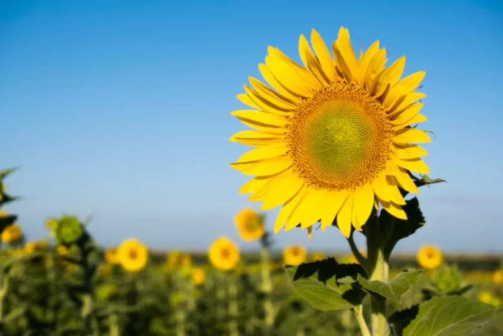 13 Flores resistentes ao calor: Jardim à prova de calor 4 2