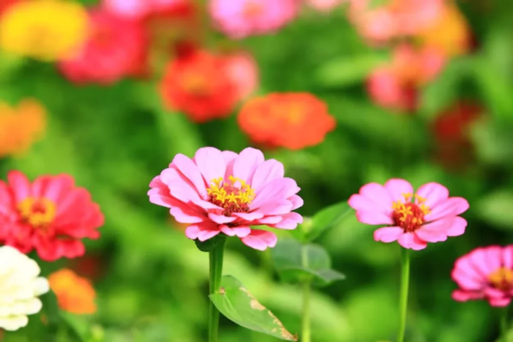 flores de corte