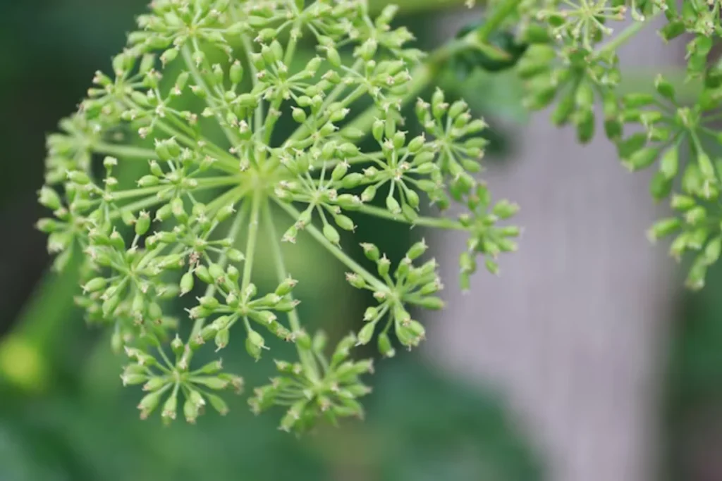 Flor Angélica: Plantio, Cuidados e Dicas Essenciais 6 flores angelica verde