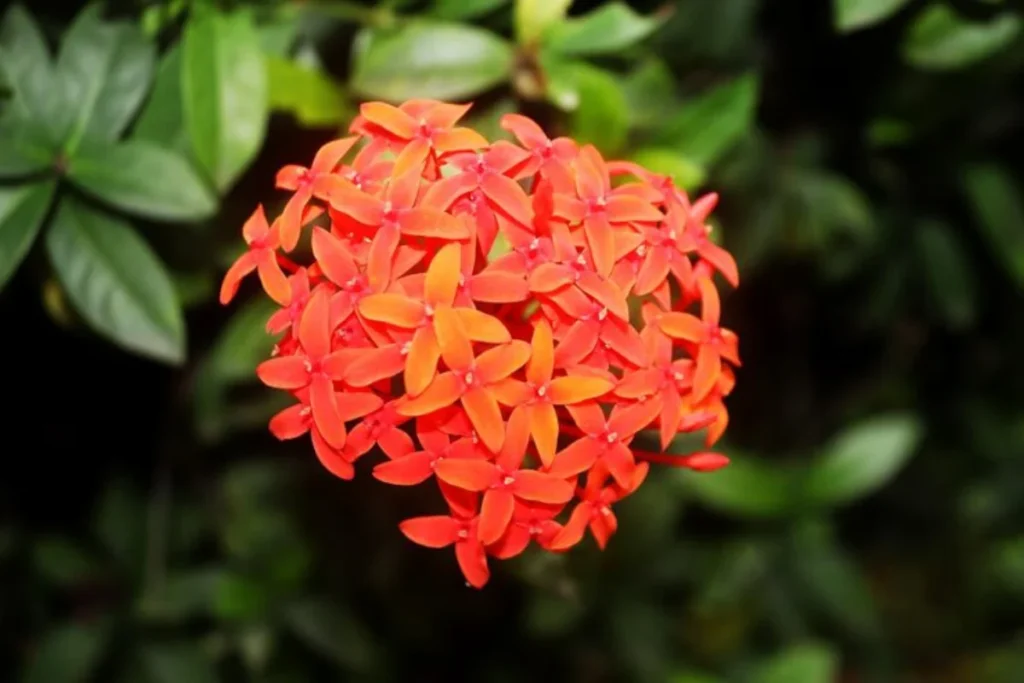 flores Ixora vermelhas nativas do brasil