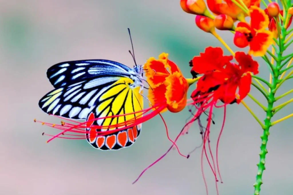 11 Flores que atraem borboletas: Veja a lista de espécies 3 flores que atraem borboletas