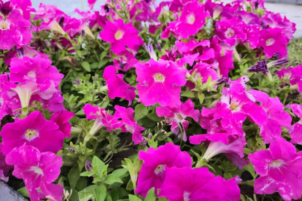 Flor petúnias: Como cultivar? Guia completo 7 flor petunias em vaso