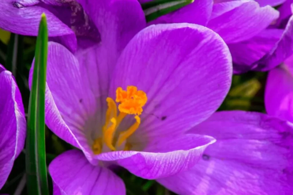 flor violeta africana roxa