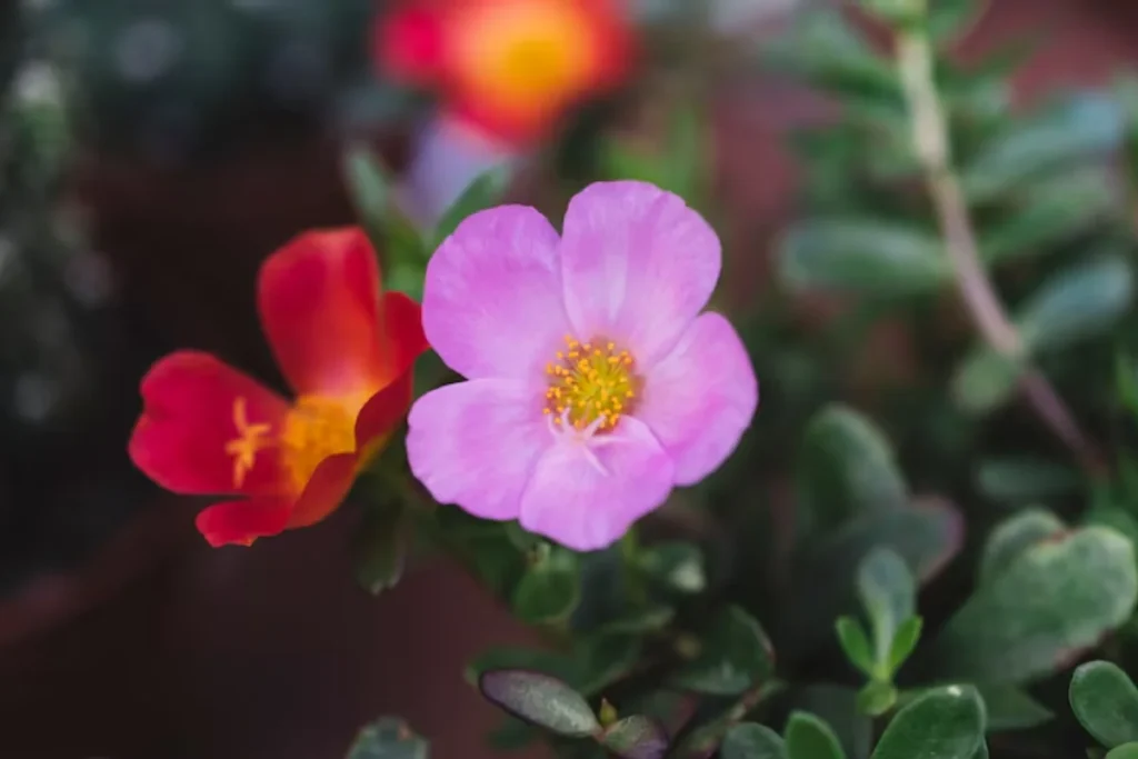 flores Portulaca para jardim pequeno