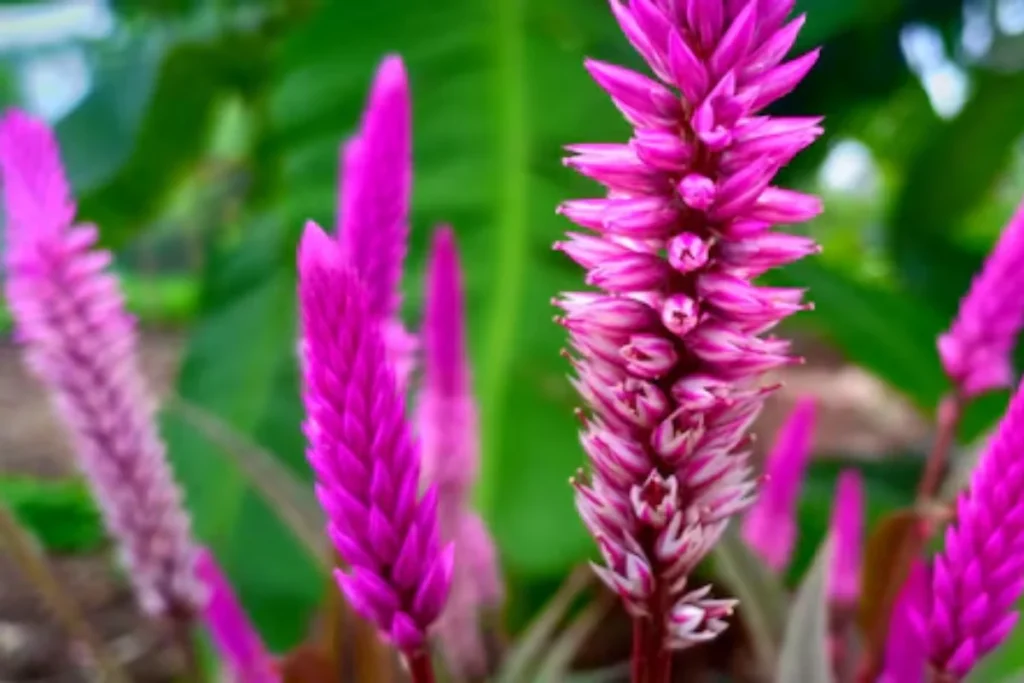 flores Celosia para jardim pequeno