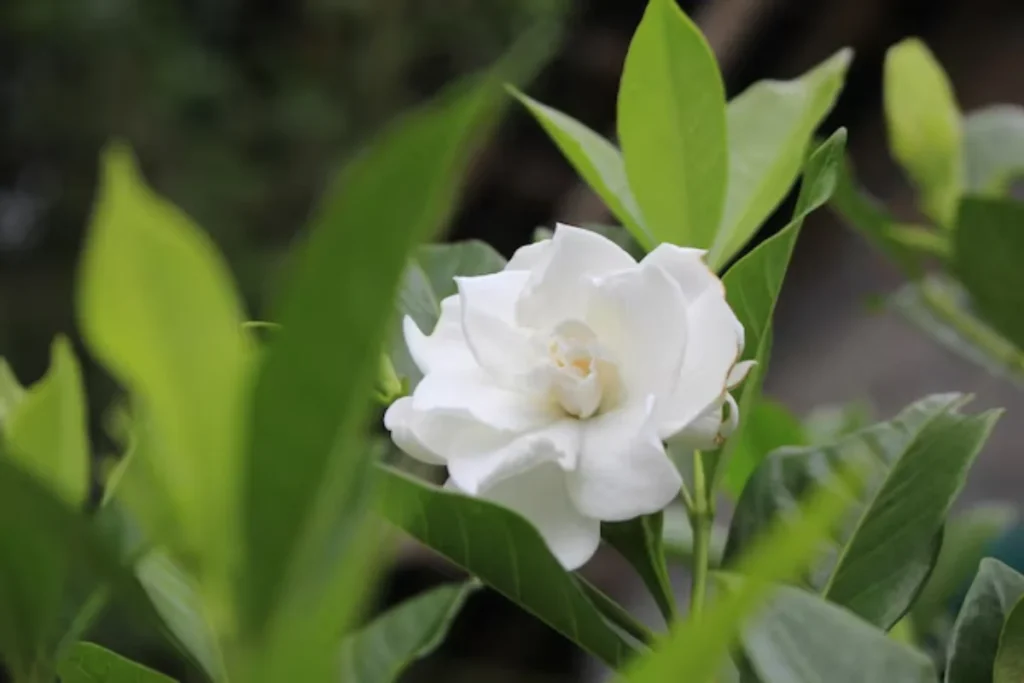 17 tipos de flores brancas: Nomes, Imagens e cuidados 23 planta com flor branca com folhas verdes