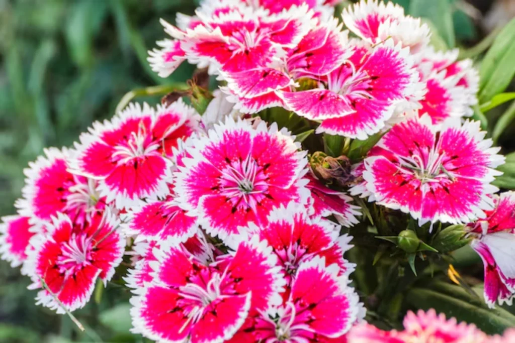 flores Dianthus para jardim pequeno