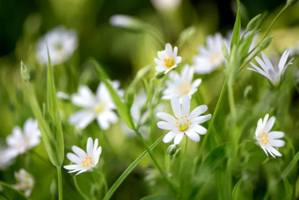 17 tipos de flores brancas: Nomes, Imagens e cuidados 22 flores com pétolas brancas e amarelo no centro.