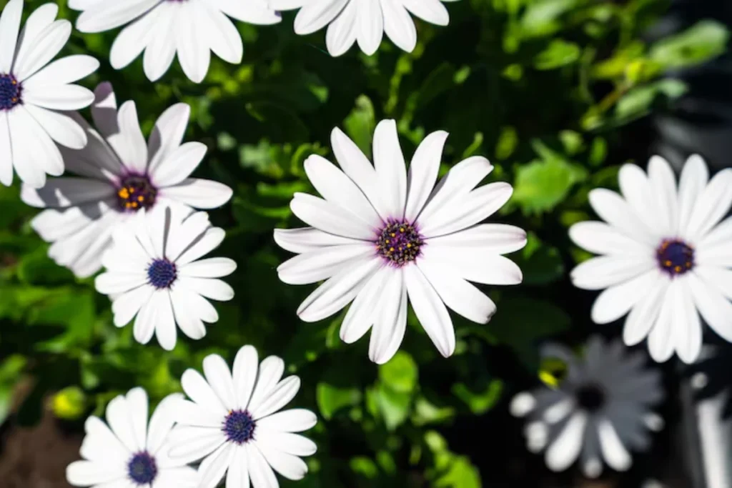 17 tipos de flores brancas: Nomes, Imagens e cuidados 21 flores com pétolas brancas e roxo no meio.