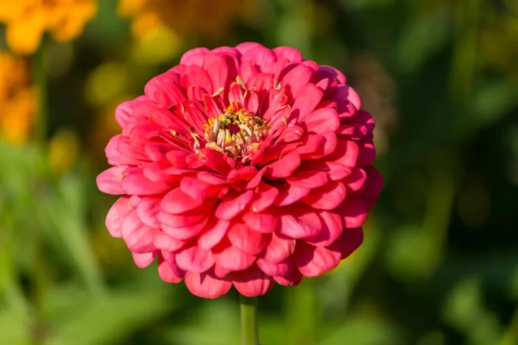 13 Flores resistentes ao calor: Jardim à prova de calor 5 3
