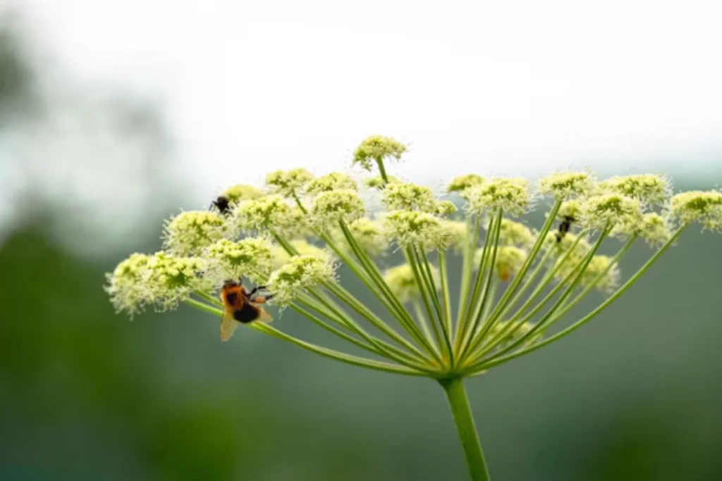 Flor Angélica: Plantio, Cuidados e Dicas Essenciais 4 flores angelica verde-esbranquiçado