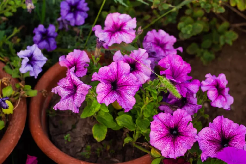 flor petunias no vaso