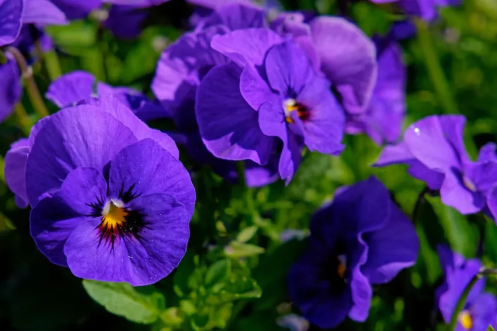 flores violeta africana