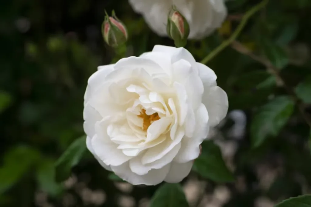 17 tipos de flores brancas: Nomes, Imagens e cuidados 4 Rosa Branca