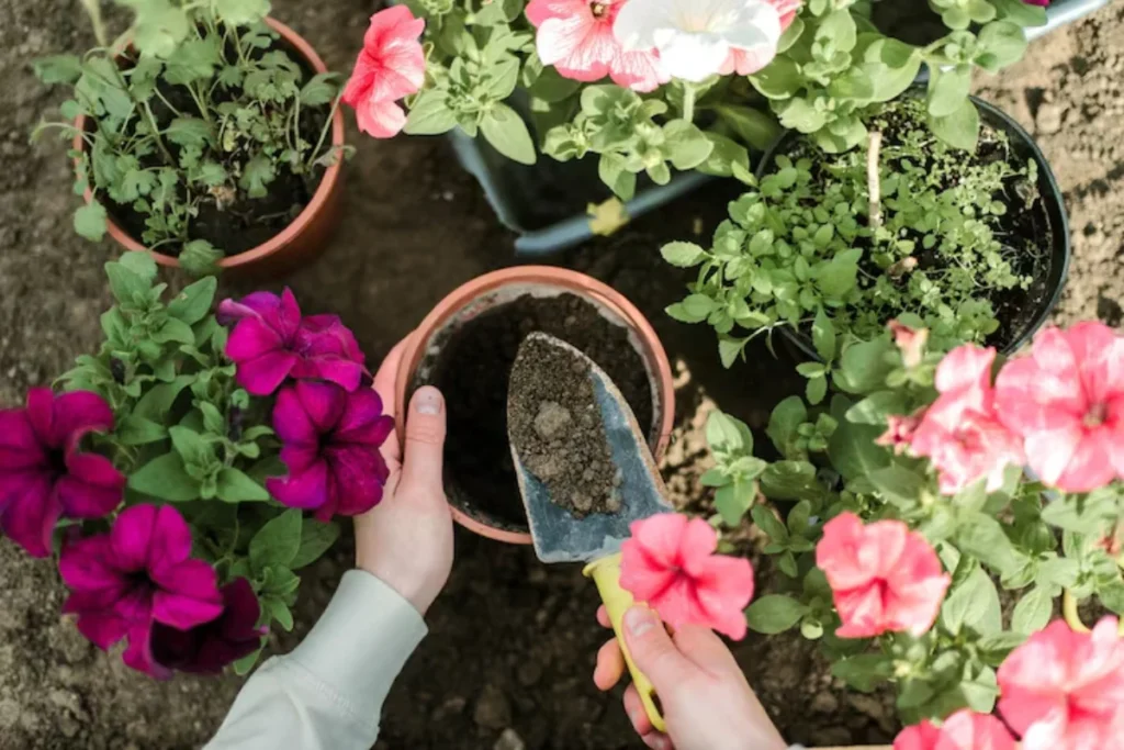 cuidando das flores para jardim pequeno