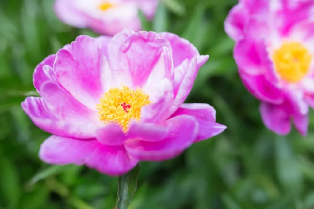 13 Flores resistentes ao calor: Jardim à prova de calor 6 4