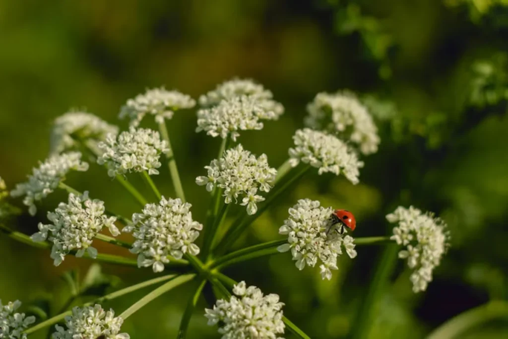 Flor Angélica: Plantio, Cuidados e Dicas Essenciais 3 flores angelica