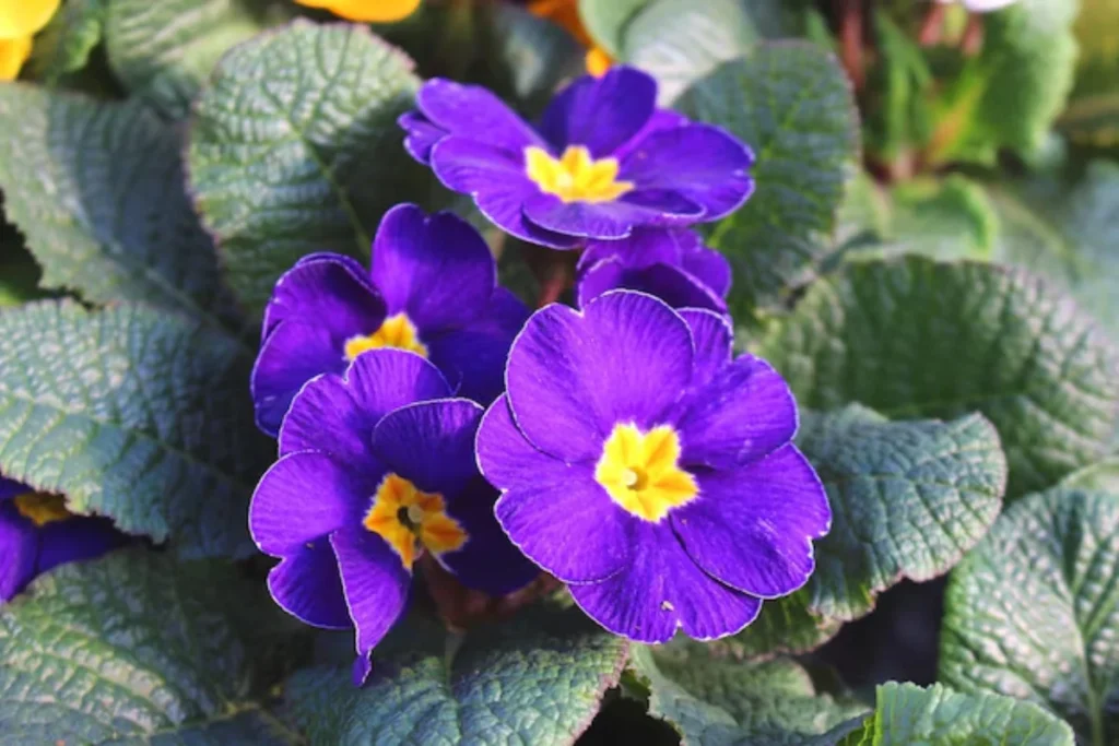 11 Flores para jardim de inverno: Cultivo fácil e resultado incrível 4 flores violeta Africana para jardim de inverno