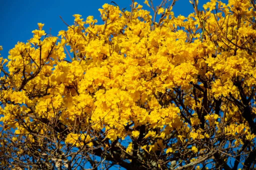 flores Ipê amarelas nativas do brasil