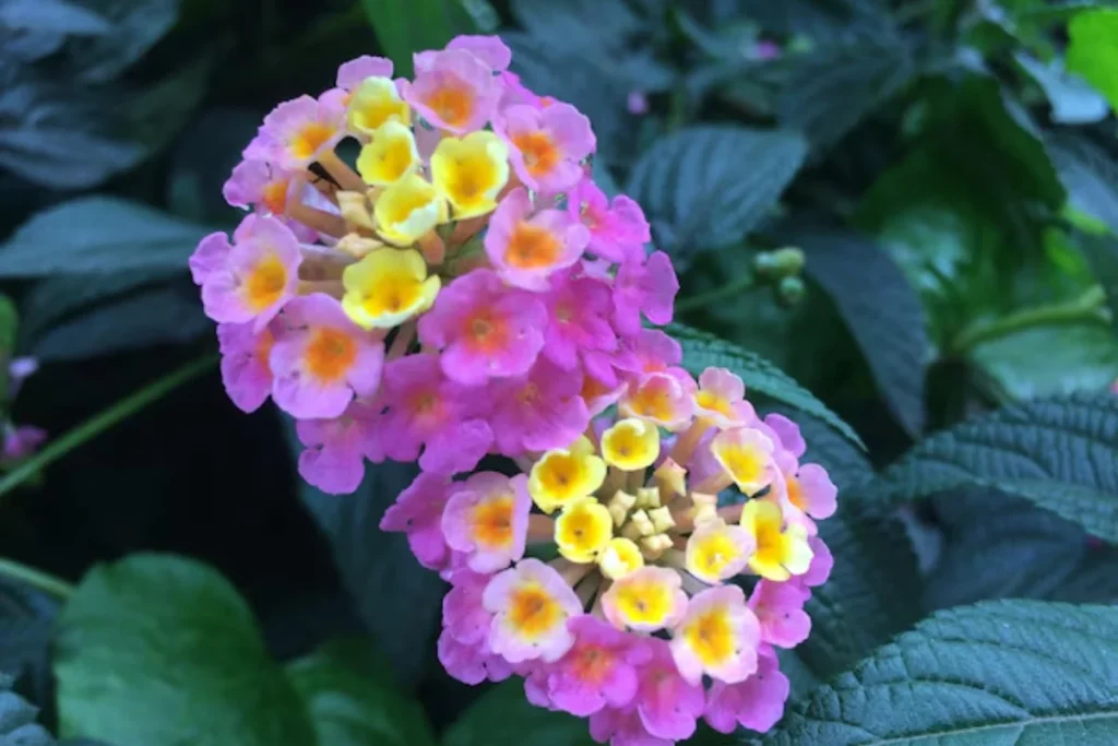 11 Flores que atraem borboletas: Veja a lista de espécies 4 flores Lantana que atraem borboletas