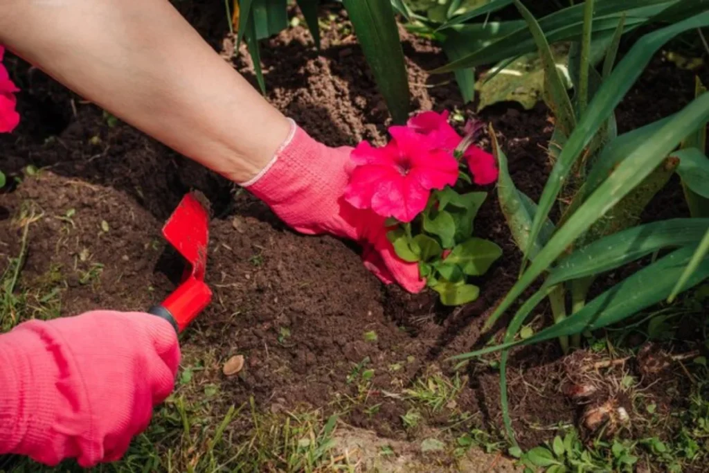 Flor petúnias: Como cultivar? Guia completo 3 plantando a flor petunias no solo