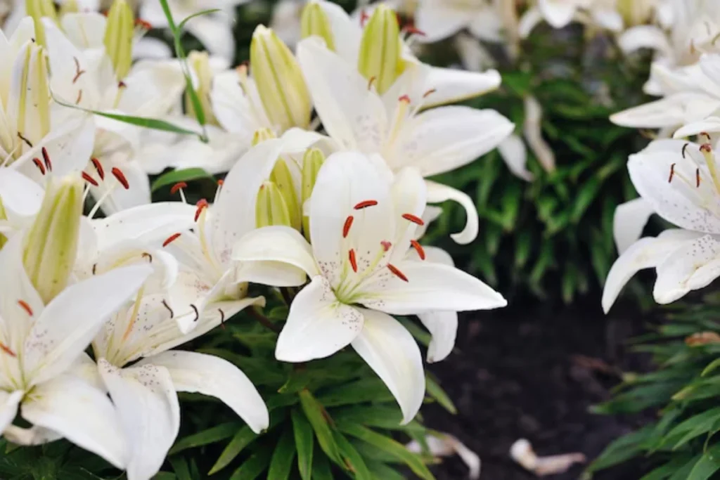 17 tipos de flores brancas: Nomes, Imagens e cuidados 5 tipos lírio branco