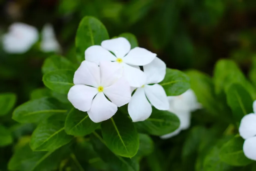 13 Flores resistentes ao calor: Jardim à prova de calor 7 5