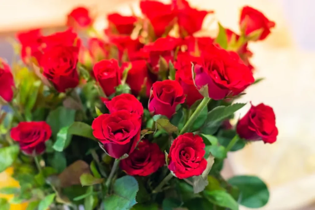 14 Flores para quarto de casal: Lista detalhada e completa 4 Rosas Vermelha